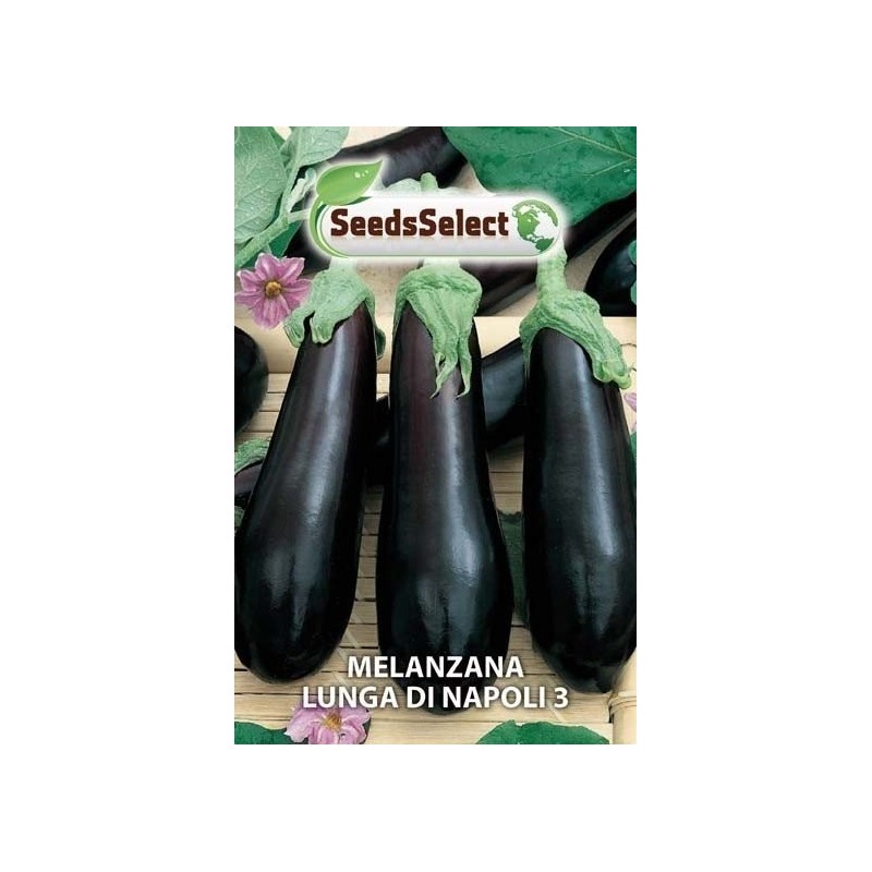 berenjena larga de Napoles