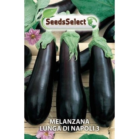 berenjena larga de Napoles