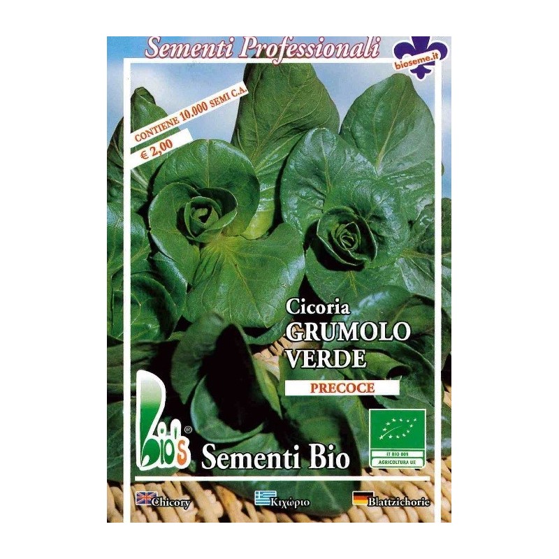 achicoria grumolo verde - semillas ecolÃ³gicas