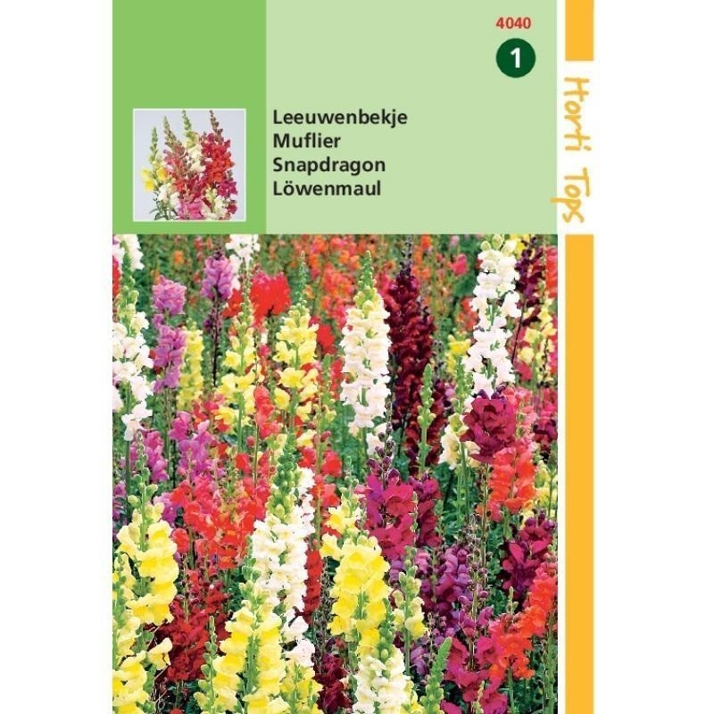 boca de dragÃ³n (Antirrhinum majus)