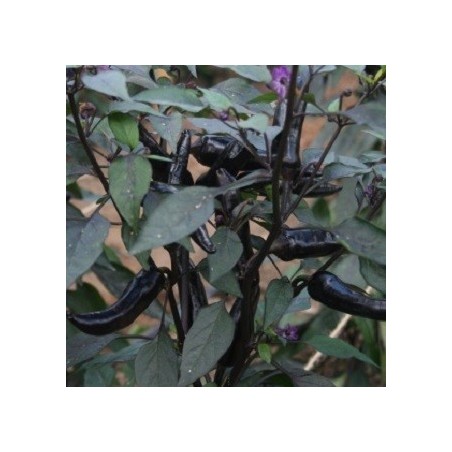 semillas de guindilla vampire