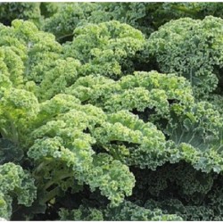 Kale Halbhoher GrÃ¼ner Krauser - sin tratamiento