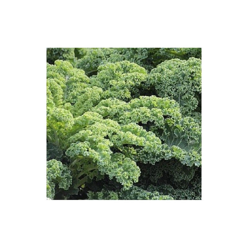 Kale Halbhoher GrÃ¼ner Krauser - sin tratamiento