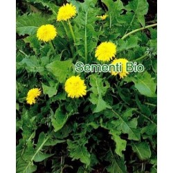 diente de leÃ³n (Taraxacum officinale) semillas ecolÃ³gicas