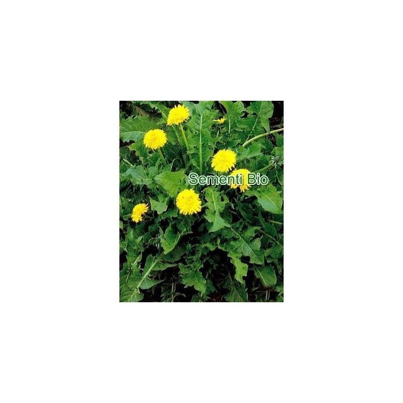 diente de leÃ³n (Taraxacum officinale) semillas ecolÃ³gicas