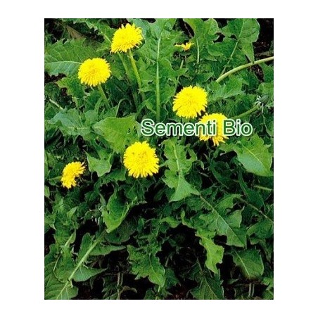 diente de leÃ³n (Taraxacum officinale) semillas ecolÃ³gicas