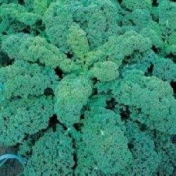 kale green curled afro - semillas certificadas no tratadas