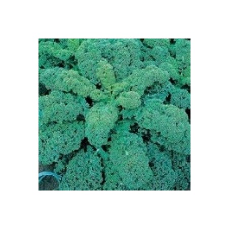 kale green curled afro - semillas certificadas no tratadas