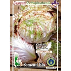 achicoria de Lusia semillas ecolÃ³gicas