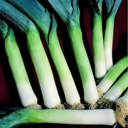 Puerro Autumn Mammoth 2 Hannibal (Semillas no tratadas)