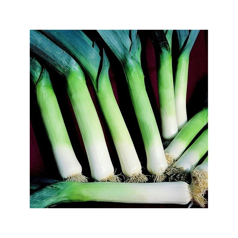 Puerro Autumn Mammoth 2 Hannibal (Semillas no tratadas)