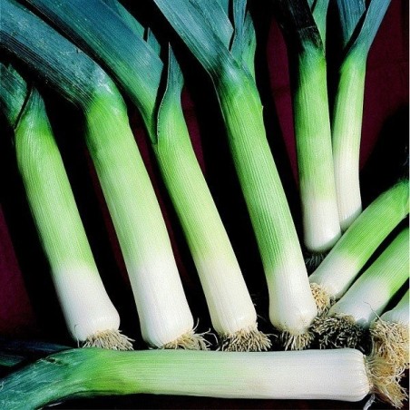 Puerro Autumn Mammoth 2 Hannibal (Semillas no tratadas)