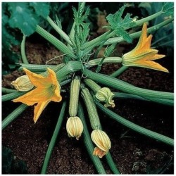 Calabacin Gabbiano F1 - semillas no tratadas