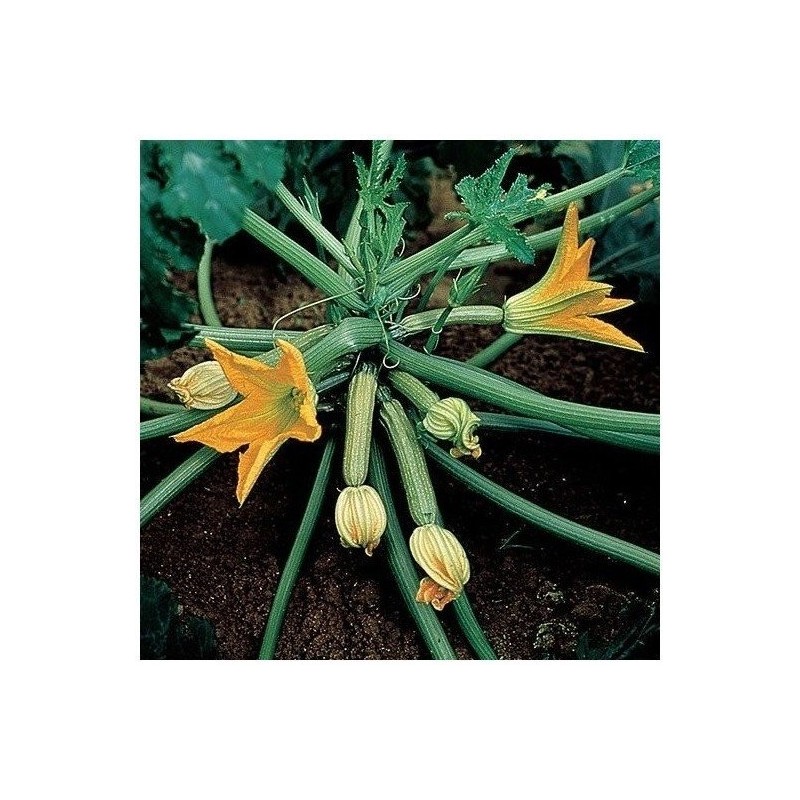 Calabacin Gabbiano F1 - semillas no tratadas