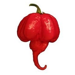 chile Trinidad Scorpion (Capsicum chinense) - semillas no tratadas