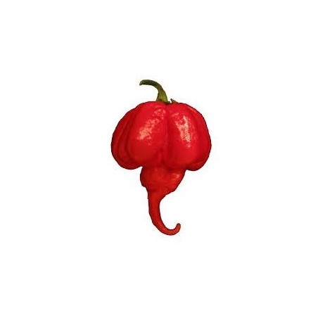chile Trinidad Scorpion (Capsicum chinense) - semillas no tratadas