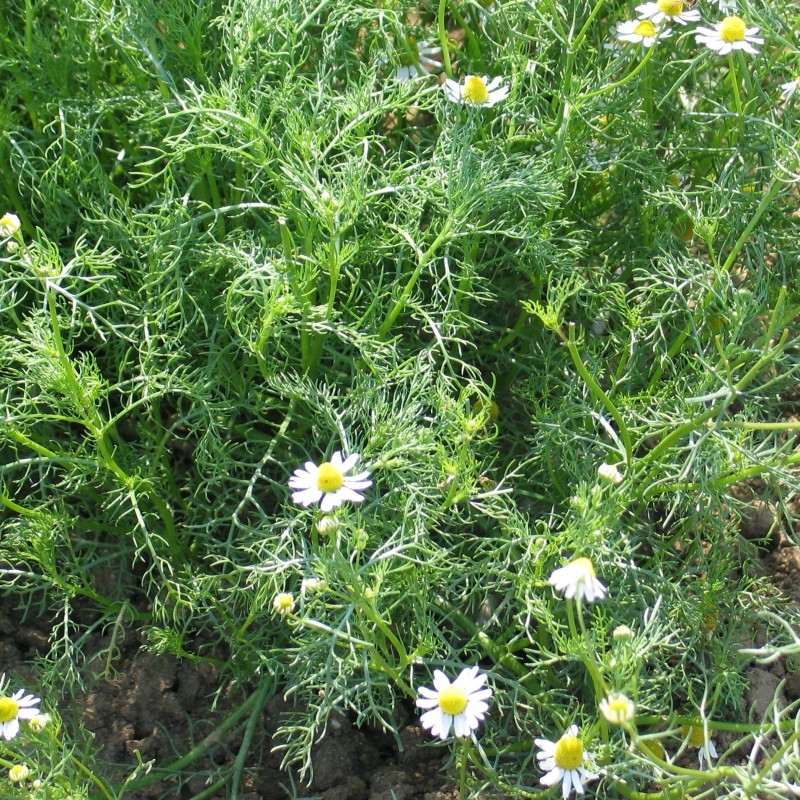 Manzanilla - semillas no tratadas