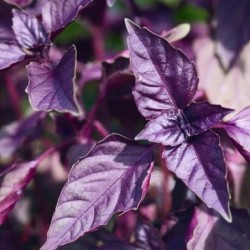 Albahaca morada (Semillas no trtadas)