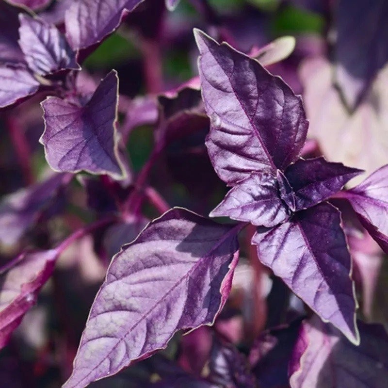 Albahaca morada (Semillas no trtadas)