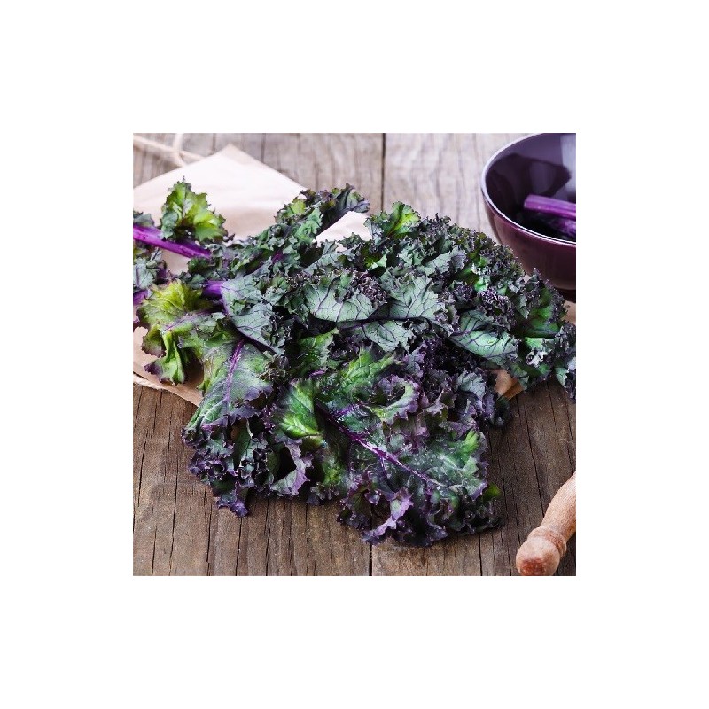 kale red russian semillas no tratadas