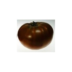 tomate Paul Robeson (semillas sin tratamiento)