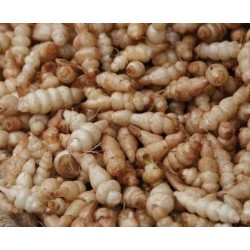 crosnes de JapÃ³n (Stachys affinis)