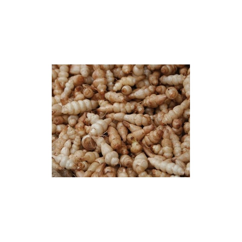 crosnes de JapÃ³n (Stachys affinis)