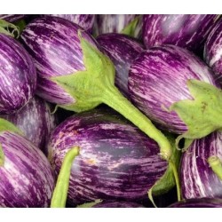 berenjena Tsakoniki - semillas no tratadas