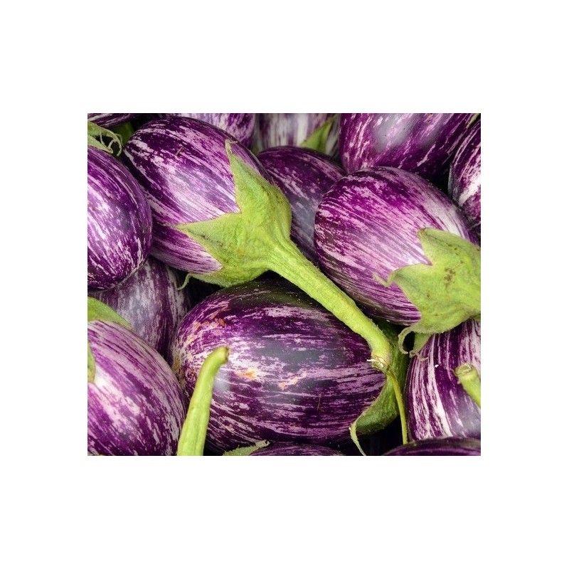 berenjena Tsakoniki - semillas no tratadas