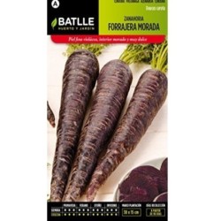 zanahoria morada forrajera