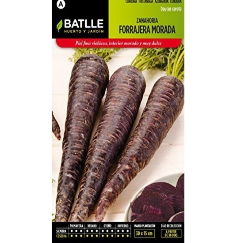 zanahoria morada forrajera