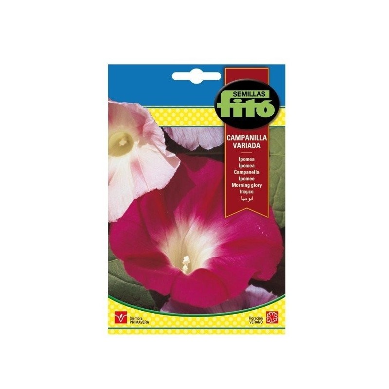 ipomea variada - campanilla
