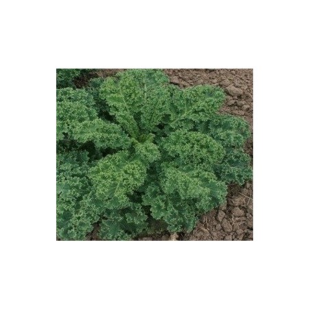 Kale Dwarf green curled - semillas sin tratamiento
