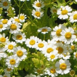 Matricaria / Hierba Santa - semillas no tratadas