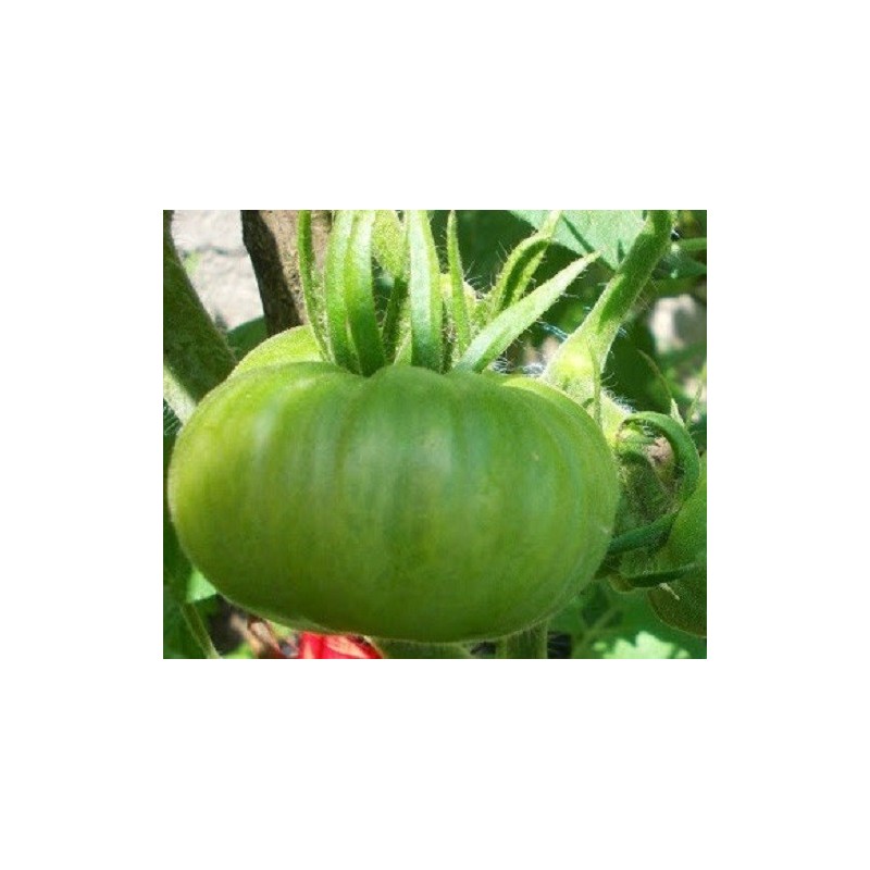 Tomate Moldovan green - sin tratamiento