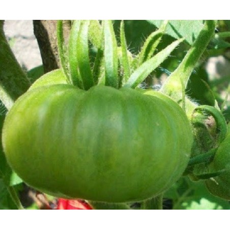Tomate Moldovan green - sin tratamiento