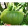 Tomate Moldovan green - sin tratamiento