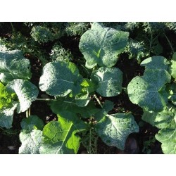 kale Madeley (semillas ecolÃ³gicas)