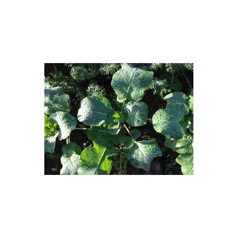 kale Madeley (semillas ecolÃ³gicas)