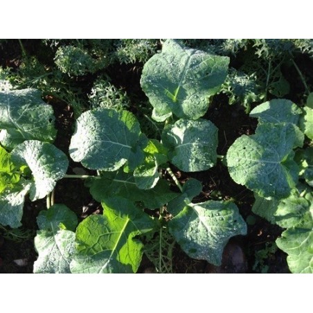 kale Madeley (semillas ecolÃ³gicas)