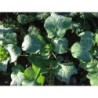 kale Madeley (semillas ecolÃ³gicas)