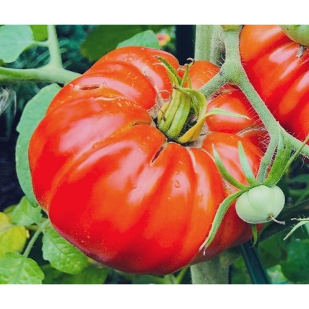 tomate pantano romanesco (semillas no tratadas)