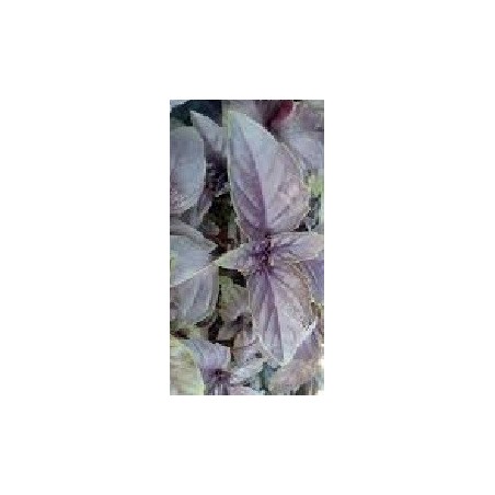 albahaca Ã³palo oscuro