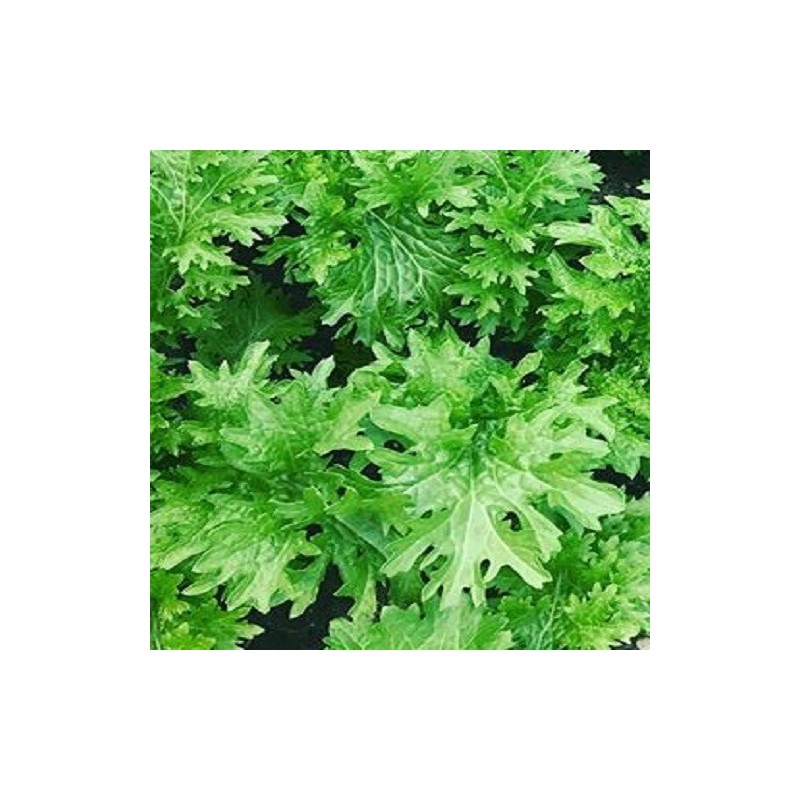 wasabino (Brassica juncea) sin tratamiento