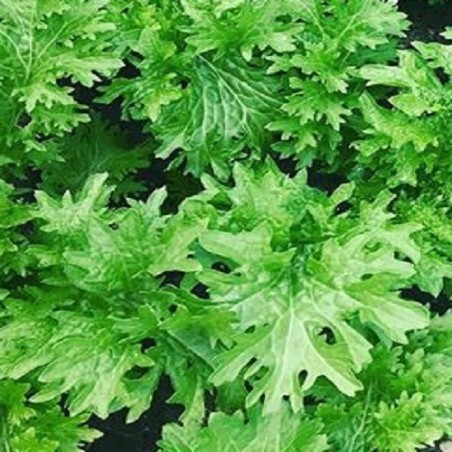 wasabino (Brassica juncea) sin tratamiento