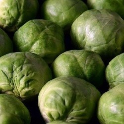 Col de Bruselas idemar - semillas no tratadas