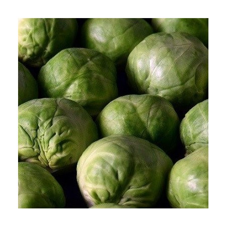 Col de Bruselas idemar - semillas no tratadas