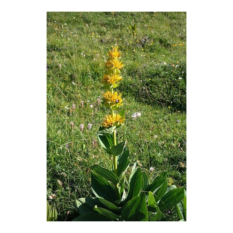 Gentiana lutea