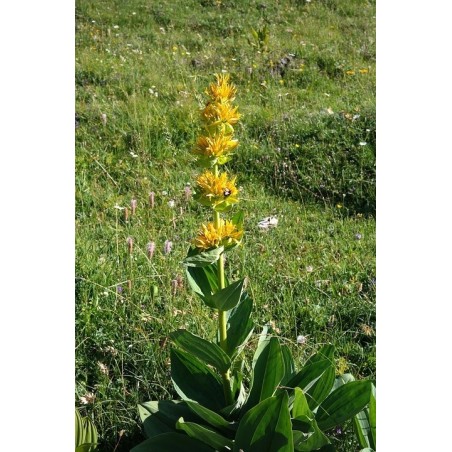Gentiana lutea