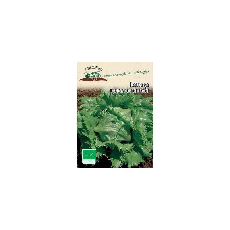 lechuga reina del hielo semillas ecolÃ³gicas Arcoiris